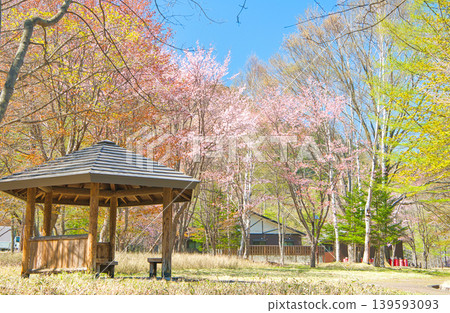 栃木縣日光市:奧日光湯元溫泉迎接春天,櫻花盛開。 栃木縣日光市:奧日光湯元溫泉迎接春天,櫻花盛開。 139593093