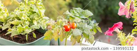 People plant and care for tomato plants on a balcony in the city. The small pots show green and red tomatoes ready to be picked during the growing season People plant and care for tomato plants on a balcony in the city. The small pots show green and red tomatoes ready to be picked during the growing season 139593132