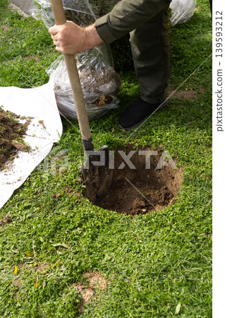 People Digging Soil to Plant Boxwood Shrub in Garden Vertical People Digging Soil to Plant Boxwood Shrub in Garden Vertical 139593212