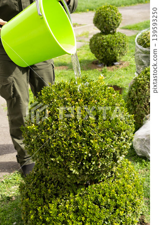 Watering Newly Planted Boxwood Shrub from Bucket in Garden Vertical 139593250