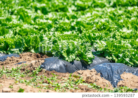 A landscape of lettuce fields growing in the sunlight. 139593287