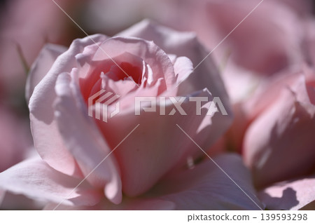 "Pale Pink Memories" "Pale Pink Memories" 139593298