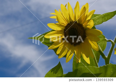 夏日的天空和盛開的向日葵。 夏日的天空和盛開的向日葵。 139593309