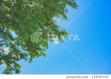Trees with fresh green leaves in early summer that you look up at 139593334