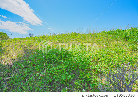 A view of early summer from a clover-covered embankment. 139593336