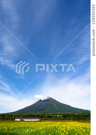 北海道、羊蹄山與向日葵 139593383