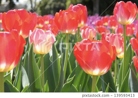 Sparkling, fluffy tulips – a spring scene. Sparkling, fluffy tulips – a spring scene. 139593413