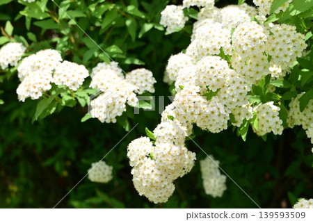 Spiraea thunbergii (Rosaceae family), a naturalized plant of the Spiraea genus. Spiraea thunbergii (Rosaceae family), a naturalized plant of the Spiraea genus. 139593509