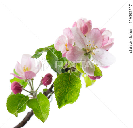 Spring apple blossom isolated on white background. Branch of flowering apple tree with pink and white flowers and green leaves. Clipping path. Spring apple blossom isolated on white background. Branch of flowering apple tree with pink and white flowers and green leaves. Clipping path. 139593837