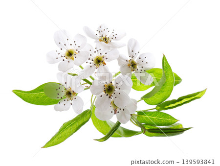 Pear tree blossoms isolated on white background. Branch of flowering pear with white flowers and green leaves in spring. Clipping path. Pear tree blossoms isolated on white background. Branch of flowering pear with white flowers and green leaves in spring. Clipping path. 139593841