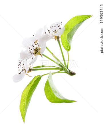 Pear tree blossoms isolated on white background. Branch of flowering pear with white flowers and green leaves in spring. Clipping path. Pear tree blossoms isolated on white background. Branch of flowering pear with white flowers and green leaves in spring. Clipping path. 139593843