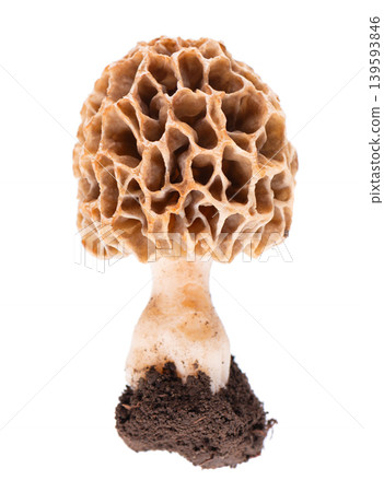 Morel mushroom with soil isolated on white background. Morchella esculenta. Spring edible fungi. Clipping path. Morel mushroom with soil isolated on white background. Morchella esculenta. Spring edible fungi. Clipping path. 139593846
