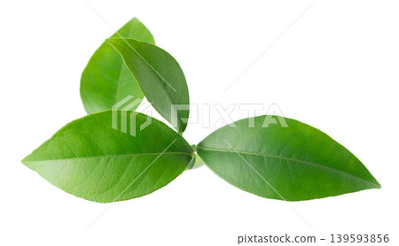 Green citrus leaves isolated on white background. Fresh lemon leaves branch. Clipping path. Green citrus leaves isolated on white background. Fresh lemon leaves branch. Clipping path. 139593856