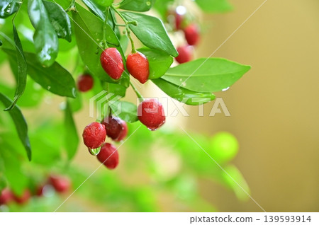 Murraya paniculata (a member of the citrus family) Murraya paniculata (a member of the citrus family) 139593914