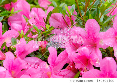 Pink azaleas glistening with morning dew and jewels in spiderwebs Pink azaleas glistening with morning dew and jewels in spiderwebs 139594100