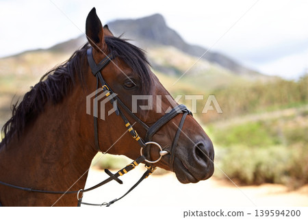 Profile, outdoor or horse in countryside, farm or nature for adventure, wellness or farming. Mountain, environment or head of domestic pet stallion or animal for equestrian racing in park to relax Profile, outdoor or horse in countryside, farm or nature for adventure, wellness or farming. Mountain, environment or head of domestic pet stallion or animal for equestrian racing in park to relax 139594200