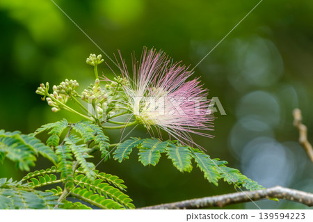 The beautiful silk tree blossoms at dusk The beautiful silk tree blossoms at dusk 139594223