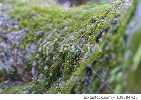 A swarm of ants walking on a moss-covered fallen tree. 139594423