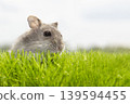 A curious hamster on the green grass. 139594455