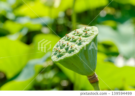 Close-up of lotus seeds floating in a summer pond Close-up of lotus seeds floating in a summer pond 139594499