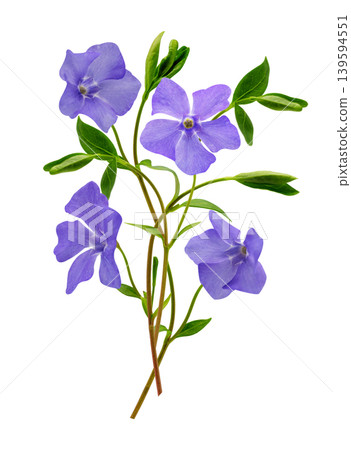 bunch of blossom vinca flowers isolated on white backgroun 139594551