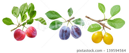set of branch of ripe plums with leaves isolated on white background set of branch of ripe plums with leaves isolated on white background 139594564