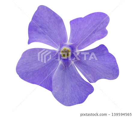 vinca flower isolated on white background, top view vinca flower isolated on white background, top view 139594565