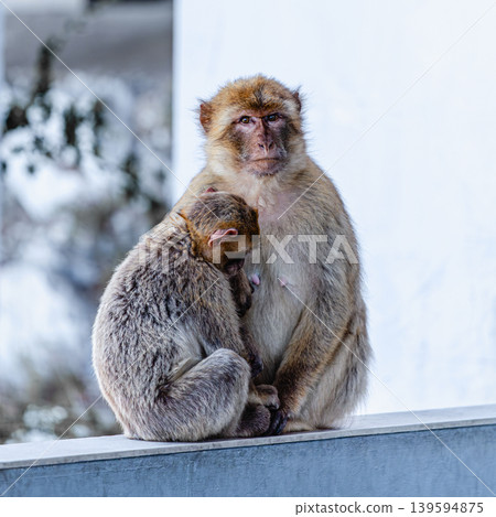 Barbary macaque (Macaca sylvanus), also known as the tailless macaque. Barbary macaque (Macaca sylvanus), also known as the tailless macaque. 139594875