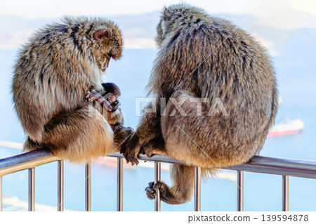 Two monkeys and their baby sit on a railing by the sea in the midday sun. Two monkeys and their baby sit on a railing by the sea in the midday sun. 139594878
