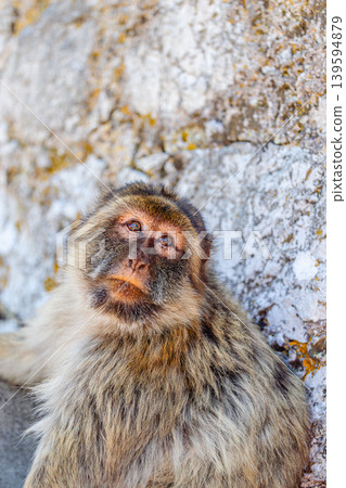 Barbary macaque (Macaca sylvanus), also known as the tailless macaque. Barbary macaque (Macaca sylvanus), also known as the tailless macaque. 139594879