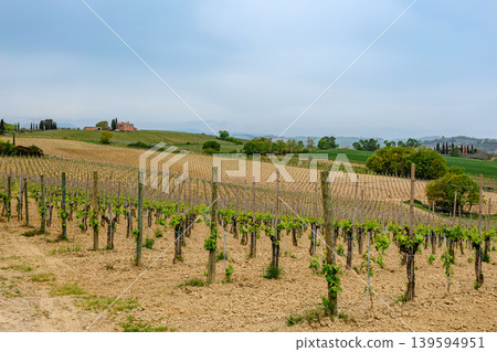 Rolling vineyards create a picturesque landscape under overcast skies in Tuscany Rolling vineyards create a picturesque landscape under overcast skies in Tuscany 139594951