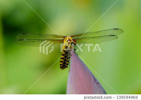 A frontal photograph of a female broad-winged damselfly perched on the tip of a lotus bud. 139594969