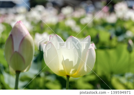 The scene of white lotus flowers translucent in the morning light and a lotus pond in full bloom. The scene of white lotus flowers translucent in the morning light and a lotus pond in full bloom. 139594971