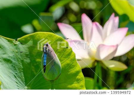 A blue dragonfly rests its wings on a lotus bud, surrounded by summer flowers. A blue dragonfly rests its wings on a lotus bud, surrounded by summer flowers. 139594972