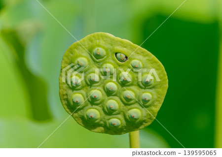 蓮蓬和蜂巢的特寫,兩者都呈現出美麗的鮮亮綠色。 蓮蓬和蜂巢的特寫,兩者都呈現出美麗的鮮亮綠色。 139595065