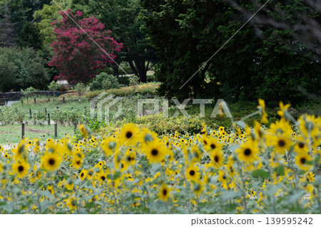 Yellow sunflowers blooming in the park, and crape myrtle trees visible in the distance. Yellow sunflowers blooming in the park, and crape myrtle trees visible in the distance. 139595242