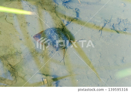 Giant apple snails slowly making their way through the mud of a rice paddy. 139595316