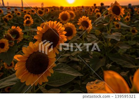 夕陽照亮的向日葵 139595321