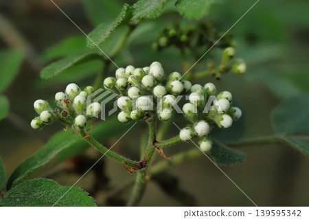 Small white buds appear on a green plant in a natural environment. The scene shows the plant growing with other green leaves around it Small white buds appear on a green plant in a natural environment. The scene shows the plant growing with other green leaves around it 139595342