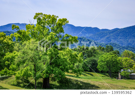 A large tree with beautiful fresh green leaves. 139595362