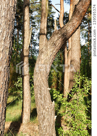 A curved tree is in the center surrounded by tall trees in a forest. Sunlight shines through the leaves in the afternoon. Grass grows at the base of the trees A curved tree is in the center surrounded by tall trees in a forest. Sunlight shines through the leaves in the afternoon. Grass grows at the base of the trees 139595374