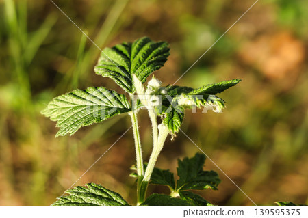 A young plant shows fresh green leaves under bright sunlight in a garden. The setting is open with some grass and blurred background A young plant shows fresh green leaves under bright sunlight in a garden. The setting is open with some grass and blurred background 139595375