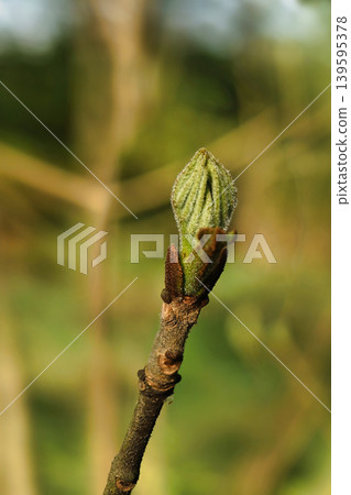A leaf bud grows on the tip of a twig in a natural setting. The scene captures spring's arrival with soft light and blurred green surroundings A leaf bud grows on the tip of a twig in a natural setting. The scene captures spring's arrival with soft light and blurred green surroundings 139595378