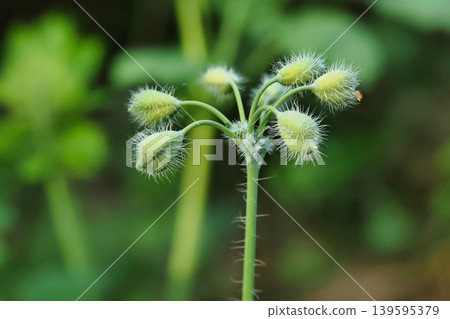 A green plant stands tall with several small, round buds on its stem. The background includes other plants, showing a vibrant garden scene on a sunny day A green plant stands tall with several small, round buds on its stem. The background includes other plants, showing a vibrant garden scene on a sunny day 139595379