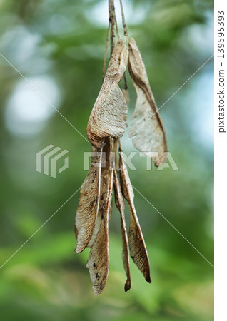 A cluster of dried seeds hangs from a tree branch in a forest. These seeds are part of the life cycle of the trees and fall to the ground in autumn A cluster of dried seeds hangs from a tree branch in a forest. These seeds are part of the life cycle of the trees and fall to the ground in autumn 139595393