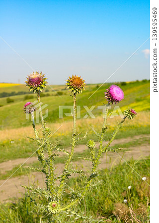 Flowering Carduus in Meadow with Hills and Countryside Path Flowering Carduus in Meadow with Hills and Countryside Path 139595469