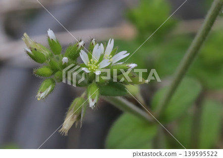 春天，路邊盛開著荷蘭繁縷的小白花。 139595522