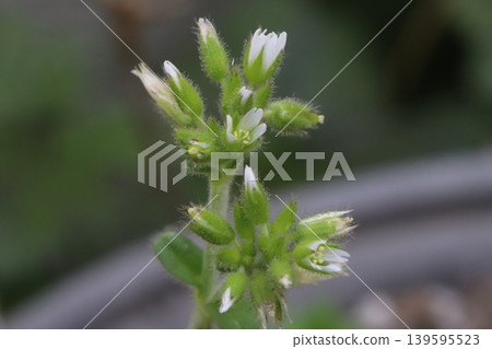 春天，路邊盛開著荷蘭繁縷的小白花。 139595523