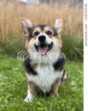 Happy Corgi Dog Sitting on Grass Outdoors Happy Corgi Dog Sitting on Grass Outdoors 139595546