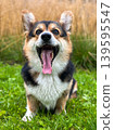Funny Corgi Dog Yawning with Tongue Out Grass 139595547
